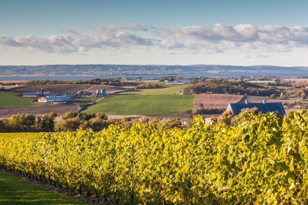 Canada,,Nova,Scotia,,Annapolis,Valley,,Wolfville.,Local,Vineyard. Bayfield2a