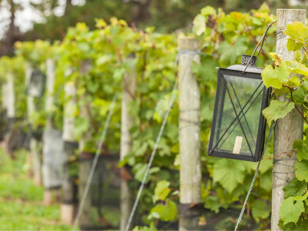 Wolfville Wolfville Grape Vine (1)