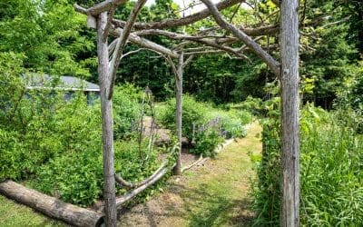 Imagine your own private Food Forest!